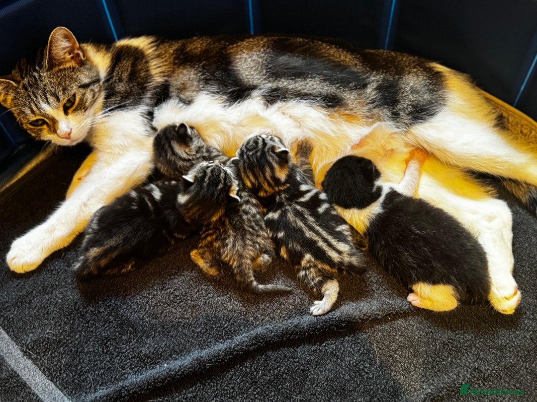 Mixed Breed cats for sale: Stunning  unique kittens  - Image 1