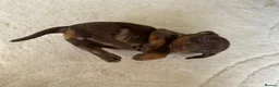 Dachshund dogs for sale: 3 Standard Dachshunds  in Gloucester - Advert 10