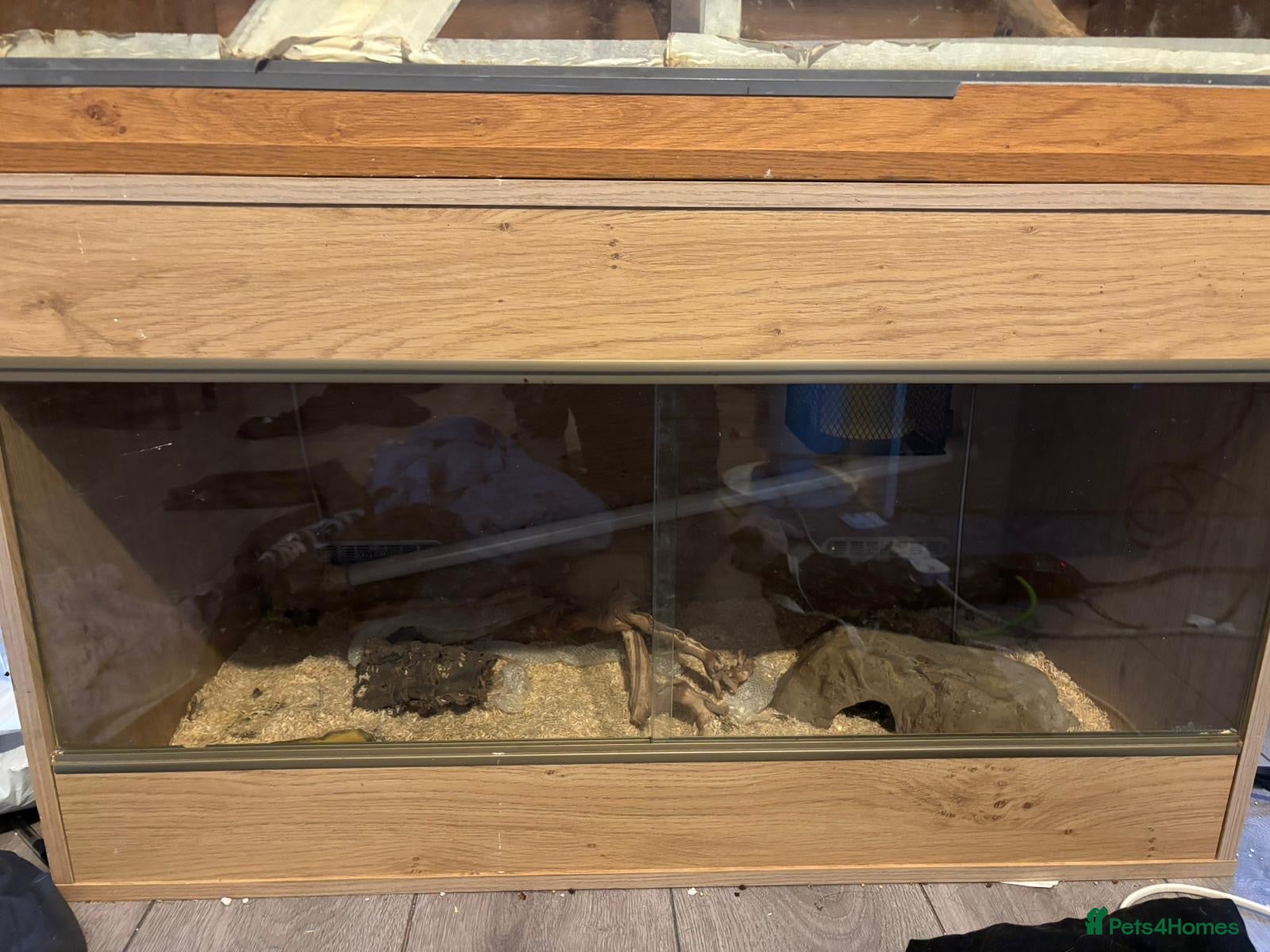 Python Snake reptiles Two pythons for sale - Advert 11