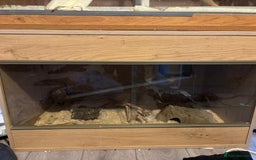 Python Snake reptiles for sale: Two pythons for sale - Advert 1