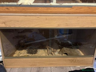 Python Snake reptiles for sale: Two pythons for sale - Advert 2