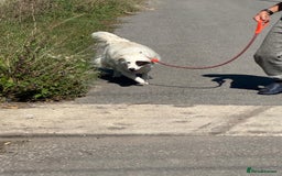 Mixed Breed dogs for adoption: Meet HANNAHH - a Lovely Girl for a Loving Home - Advert 17