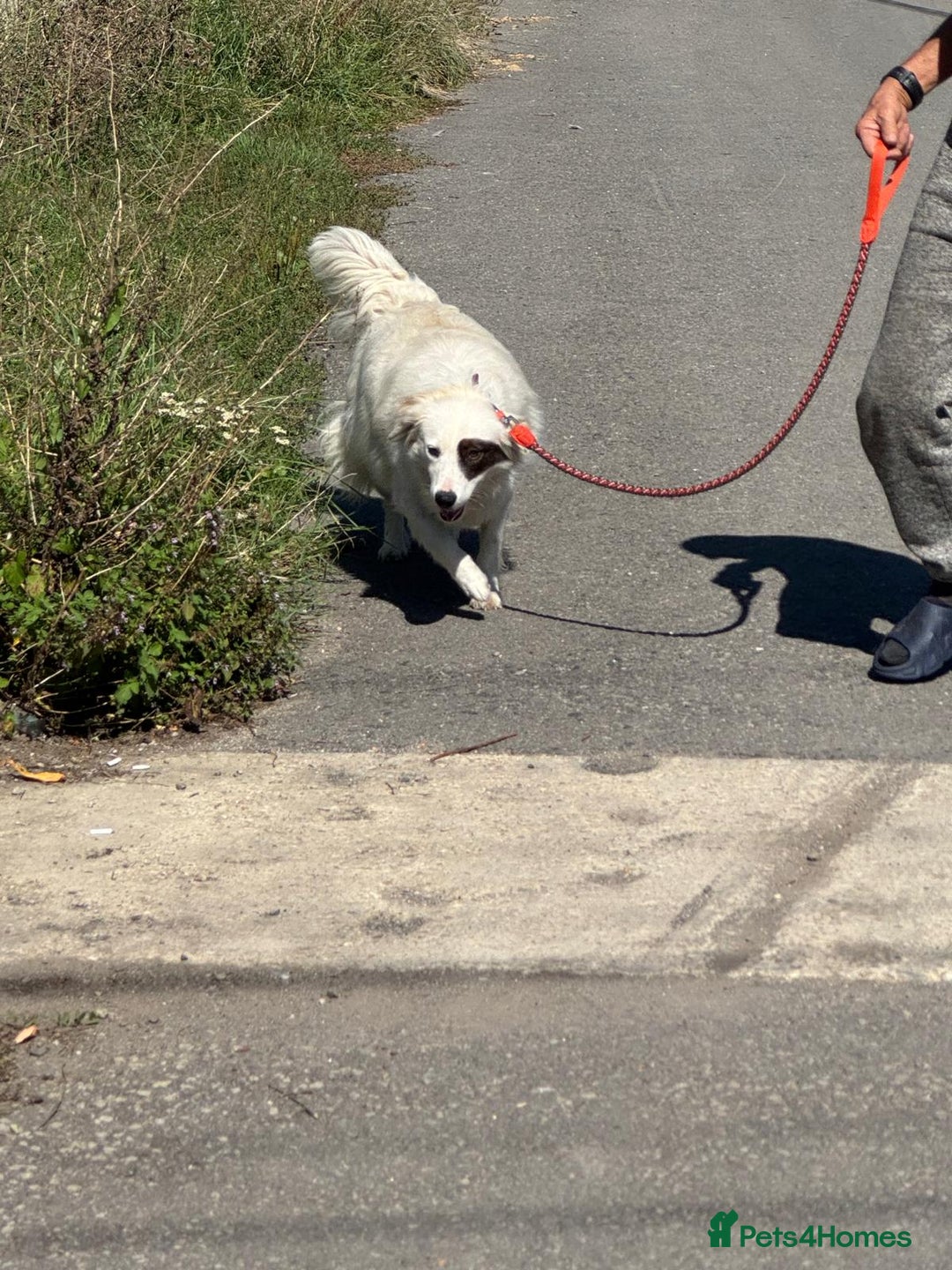 Mixed Breed dogs for adoption: Meet HANNAHH - a Lovely Girl for a Loving Home - Advert 17