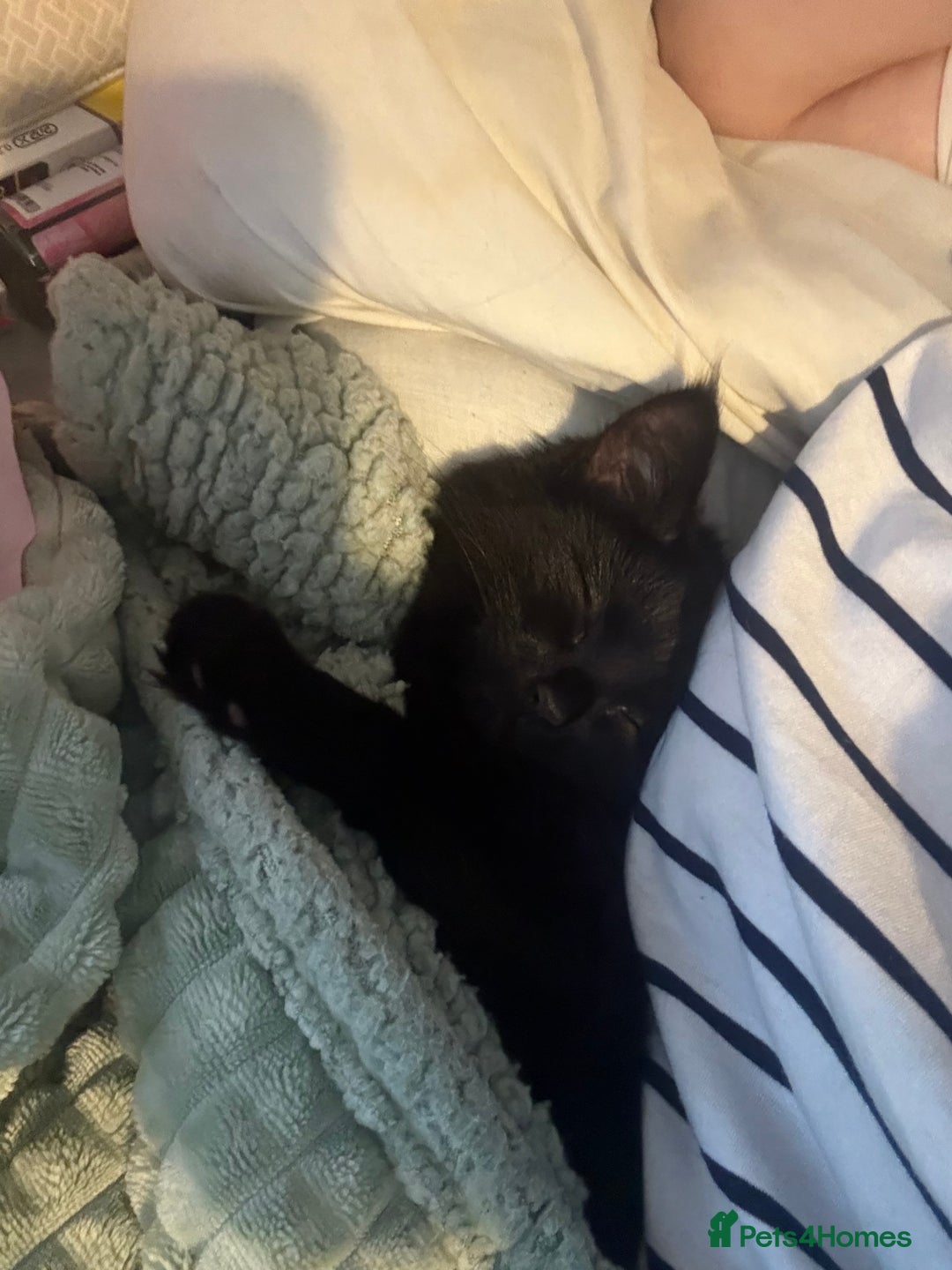 British Longhair cats for sale: Milly  - Advert 4