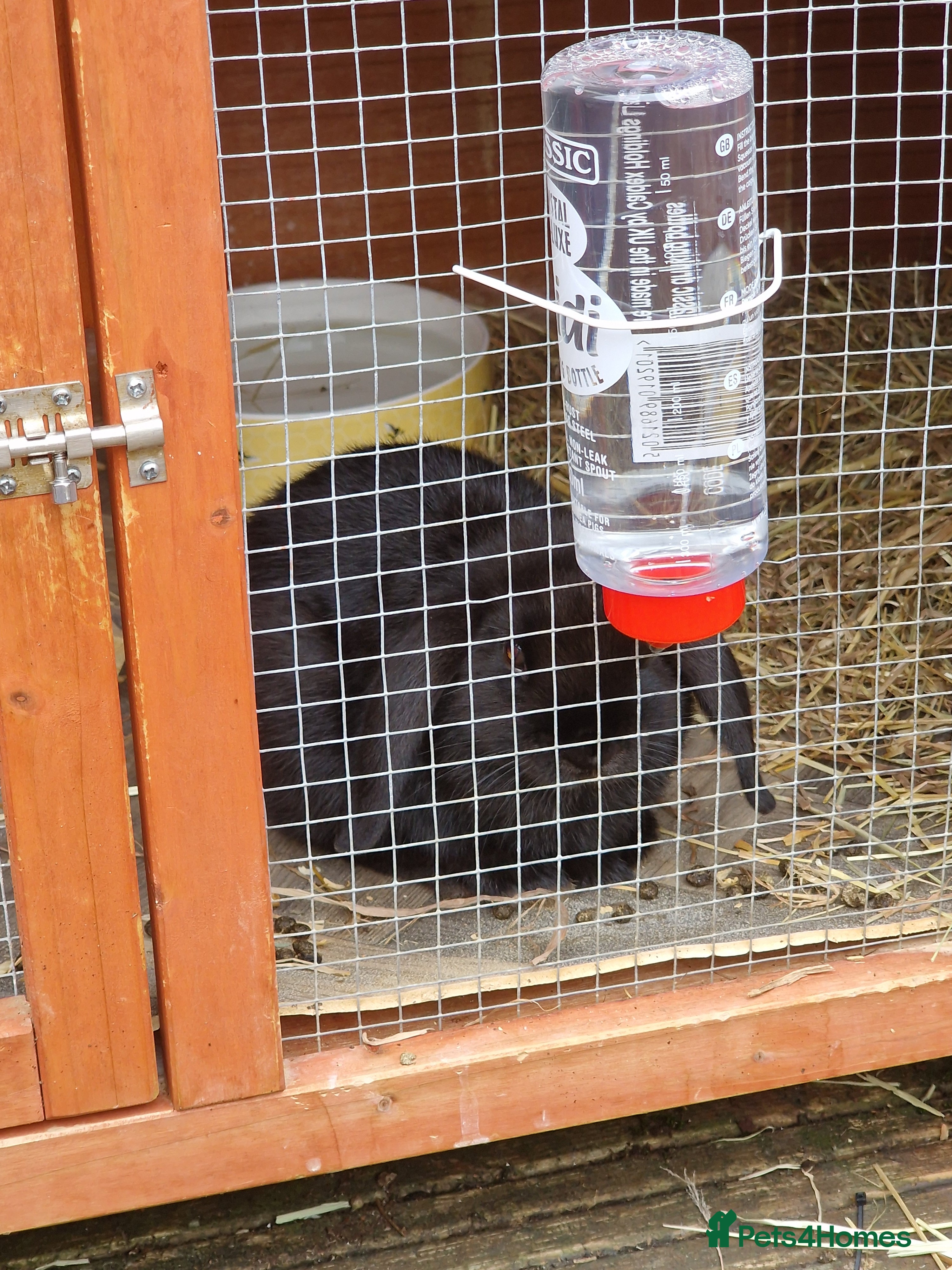 Mini Lop rabbits Minilop  - Advert 12