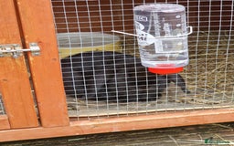 Mini Lop rabbits for sale: Minilop  - Advert 1