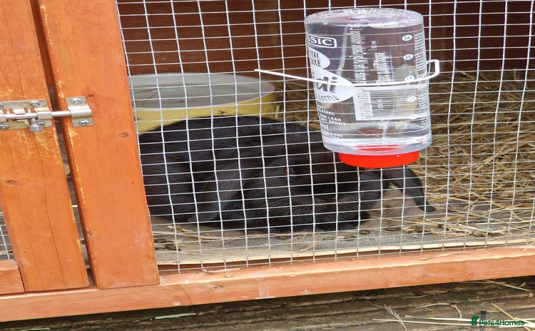 Mini Lop rabbits Minilop  - Advert 1