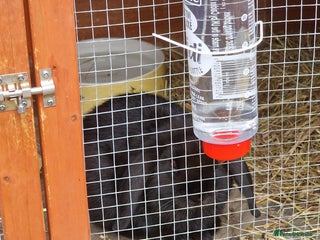 Mini Lop rabbits Minilop - Advert 1