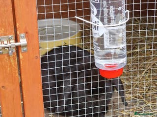 Mini Lop rabbits Minilop - Advert 5