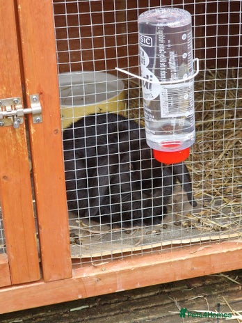 Mini Lop rabbits Minilop - Advert 1