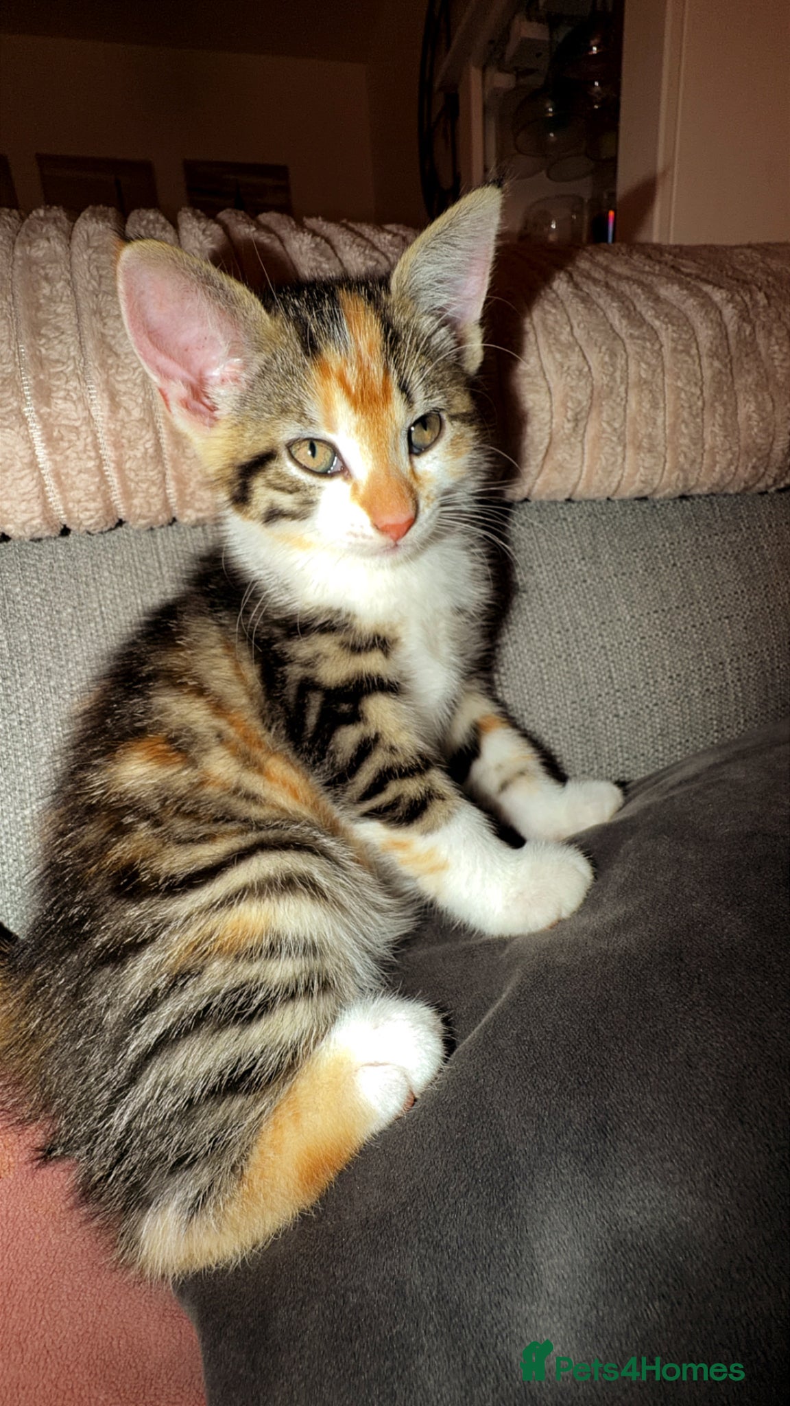 Ragdoll cats for sale: Female beautiful ragdoll cross  - Advert 6