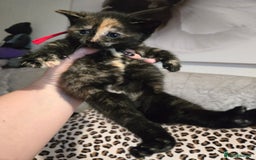 Mixed Breed cats for sale: 7 Half-Ragdolls  - Image 19