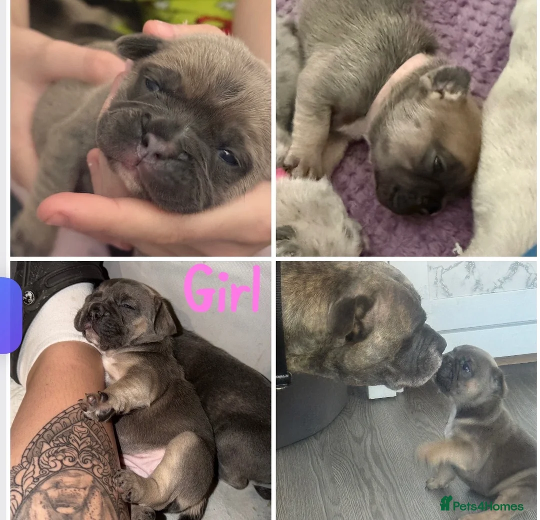 French Bulldog dogs for sale: 3 quarters frenchie quarter staff in Wokingham - Advert 7