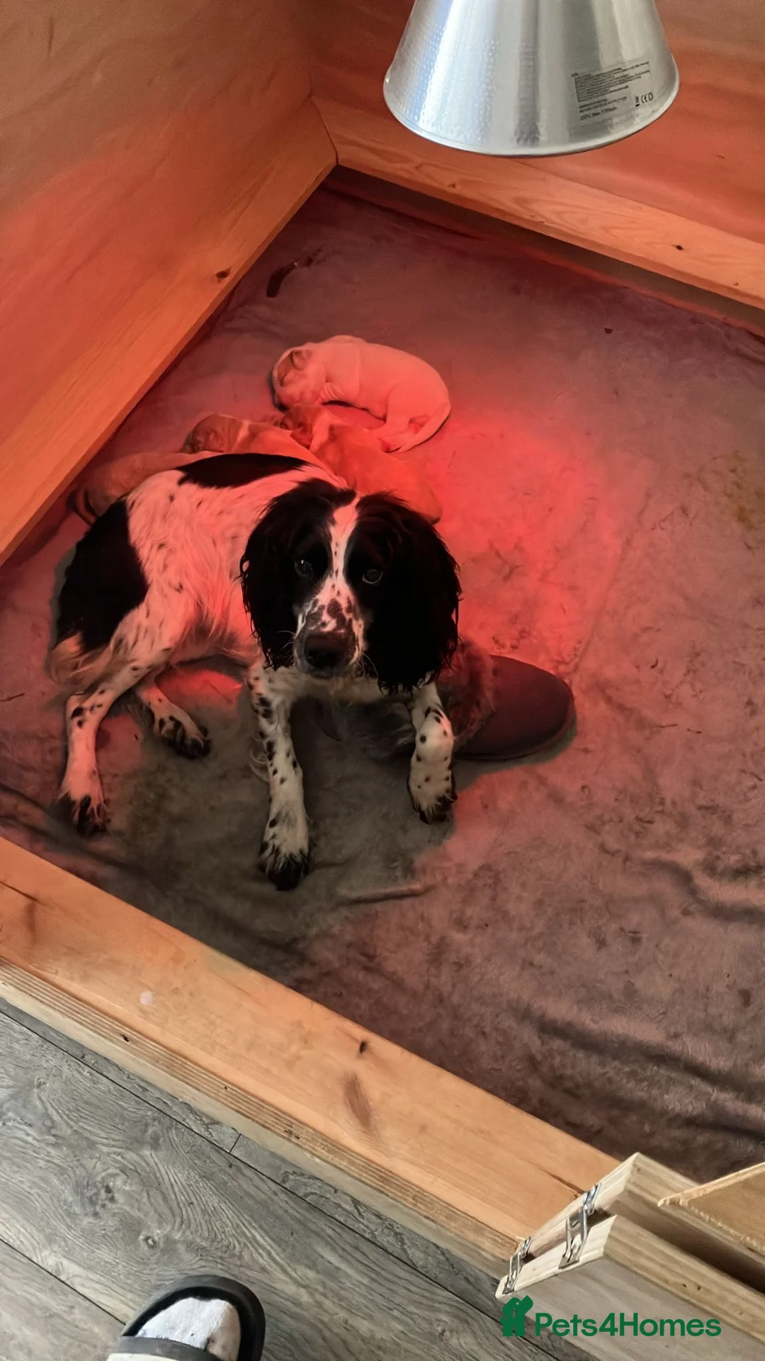 Cocker Spaniel dogs for sale: Cocker Spaniel puppies  - Advert 7