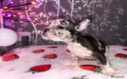 French Bulldog dogs for sale: French bulldog puppy’s - Image 18
