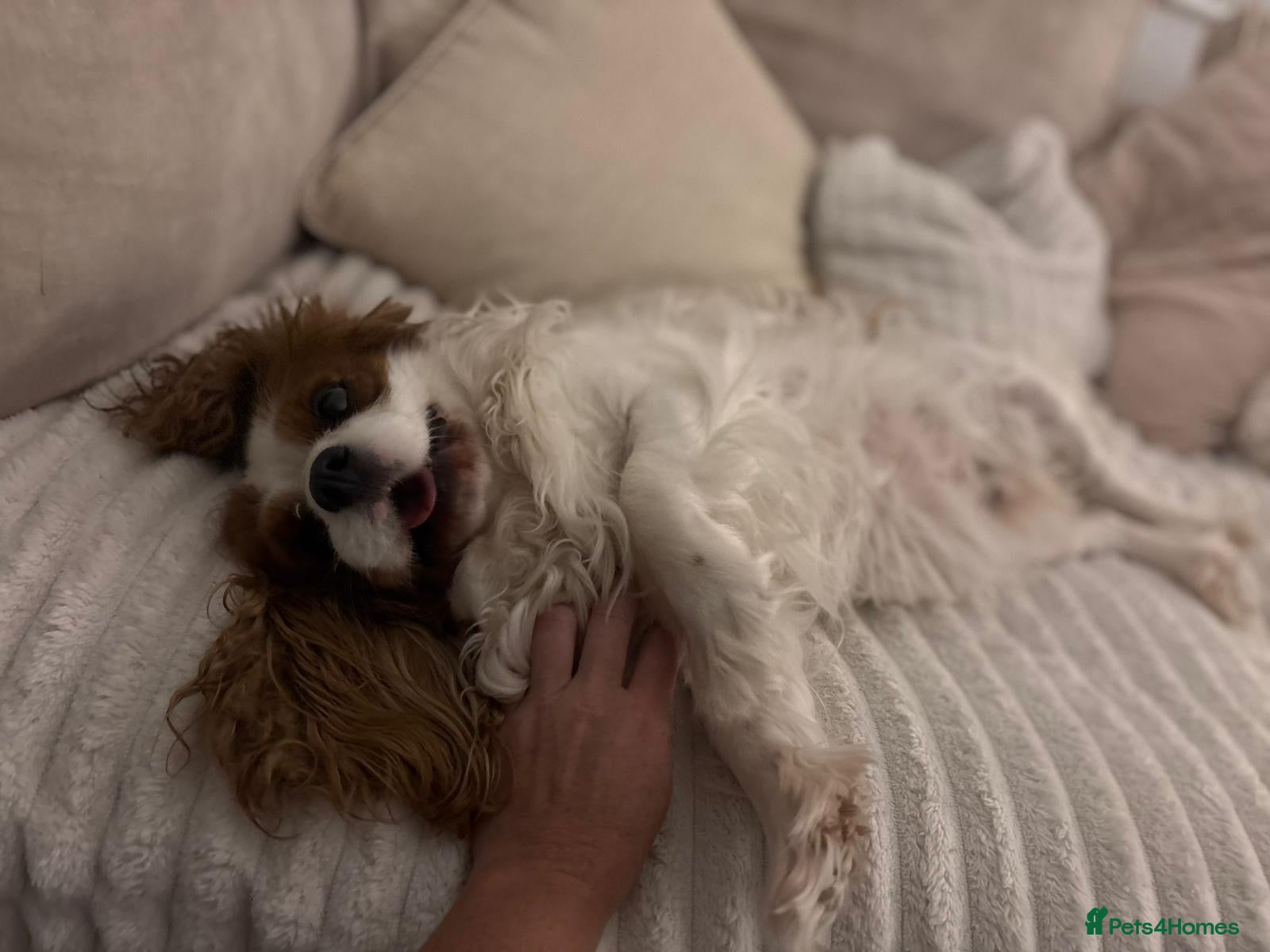 Cavalier King Charles Spaniel dogs Cavalier king charles - Advert 1