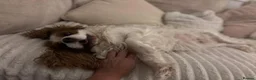 Cavalier King Charles Spaniel dogs for sale: Cavalier king charles - Advert 1