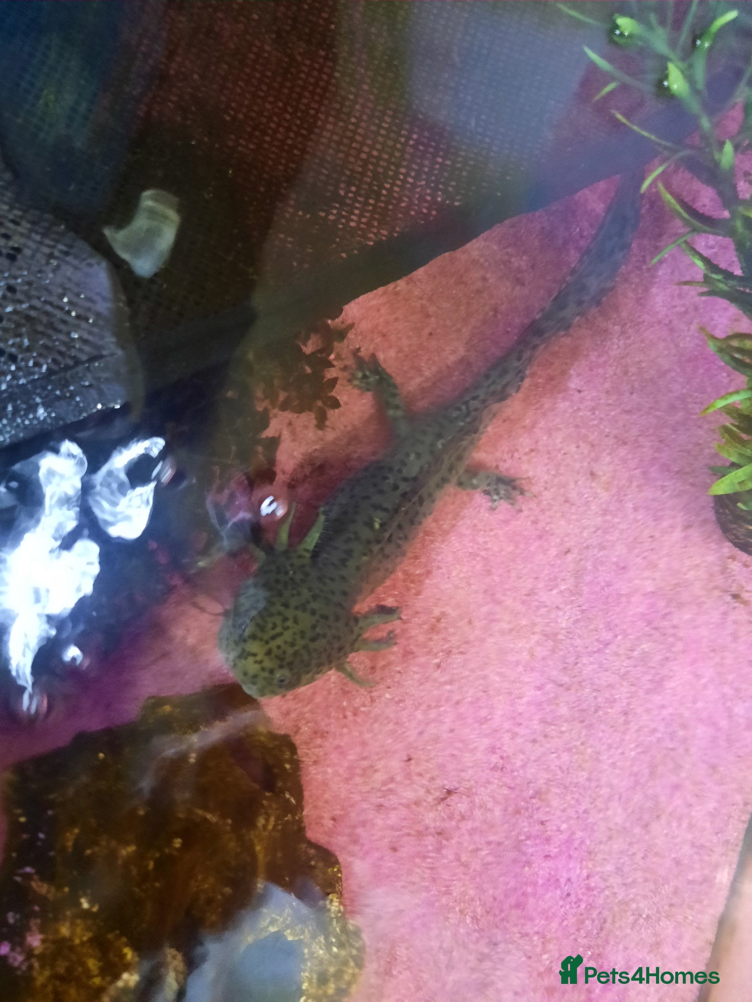 Axolotl reptiles My black wild type axolotl  - Advert 18