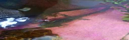 Axolotl reptiles for sale: My black wild type axolotl  in Nelson - Advert 2