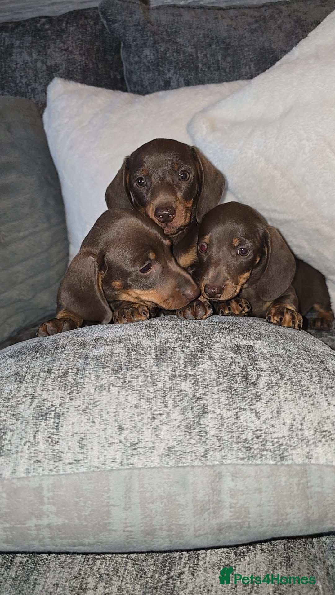 Miniature Dachshund dogs Miniature DACHSHUND  - Advert 1