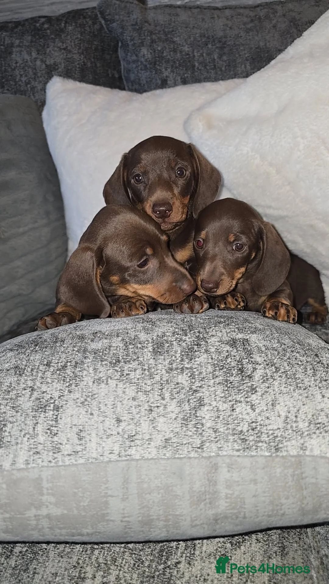 Miniature Dachshund dogs for sale: Miniature DACHSHUND  - Advert 1