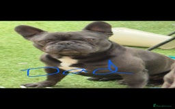 French Bulldog dogs for sale: Female French bulldog puppies - Advert 6