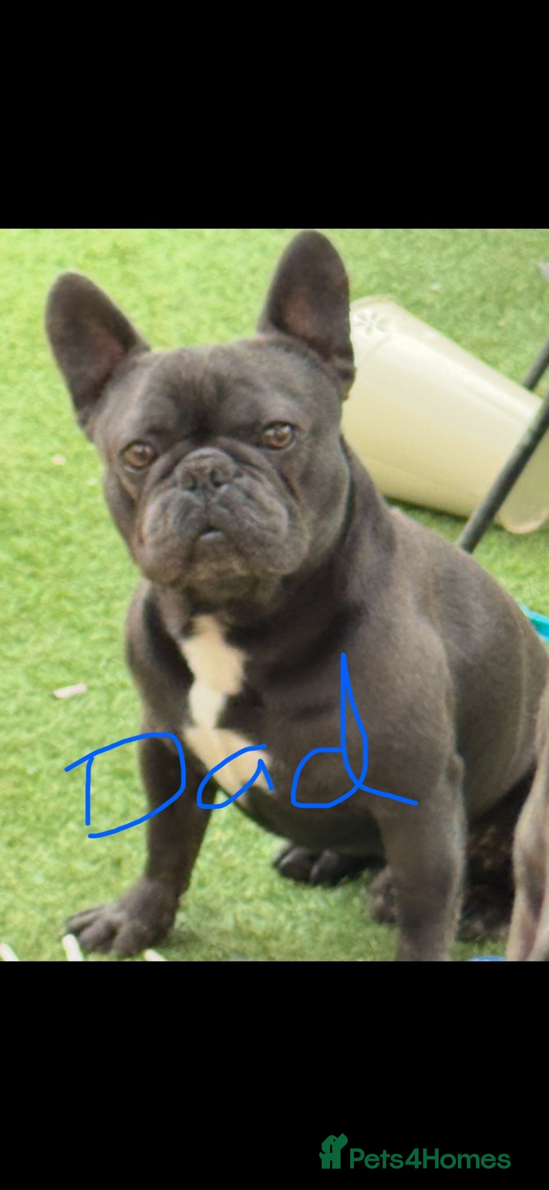 French Bulldog dogs for sale: Female French bulldog puppies - Advert 6