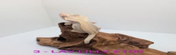 Gecko reptiles for sale: Adult Crested Geckos - Advert 4