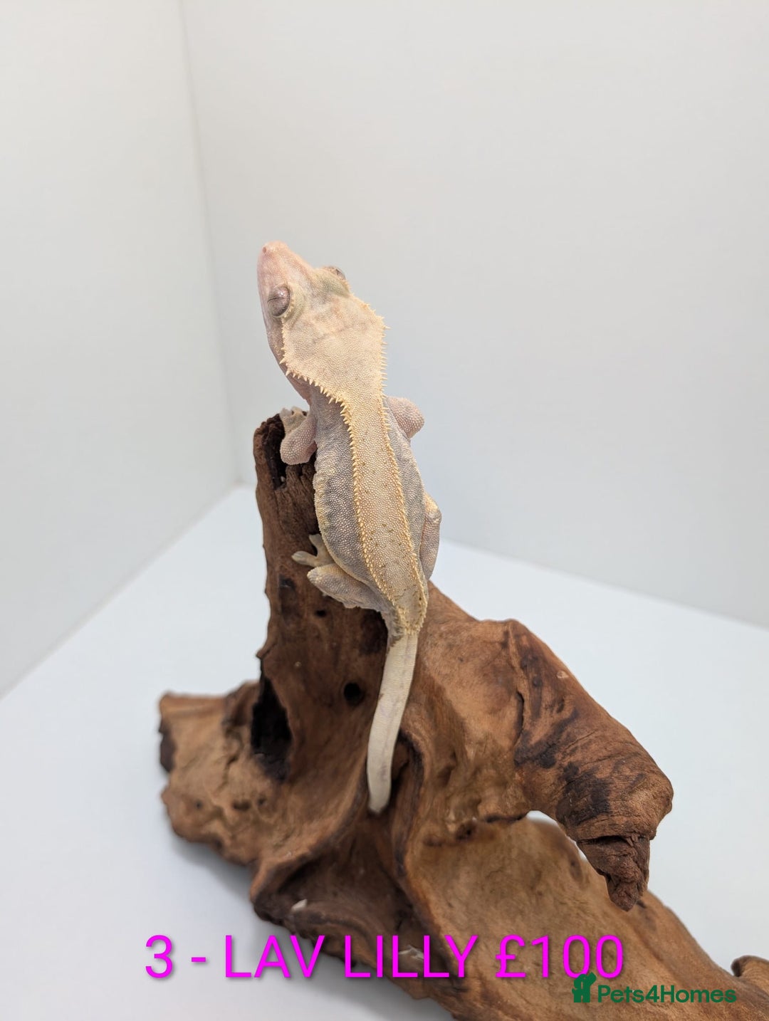 Gecko reptiles for sale: Adult Crested Geckos - Advert 4