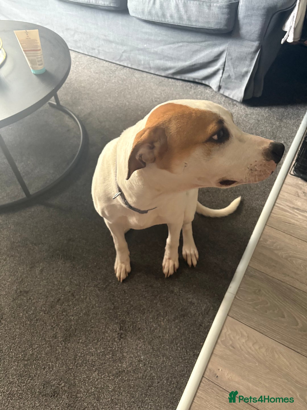 American Bulldog dogs for sale: 7 month old full breed American Bulldog - Image 12