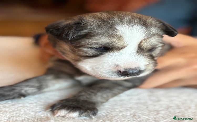 Pomsky dogs - Advert 1