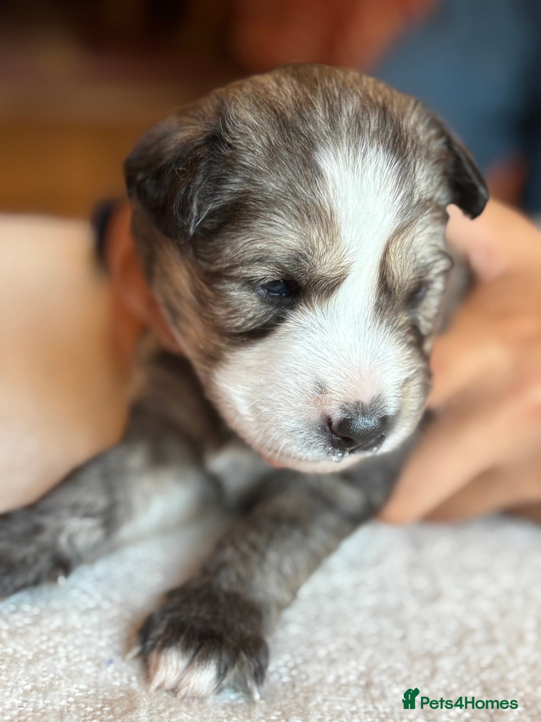 Pomsky dogs for sale: Adorable Blue Eyed 🐾 Long Eared Pomskies  - Image 1
