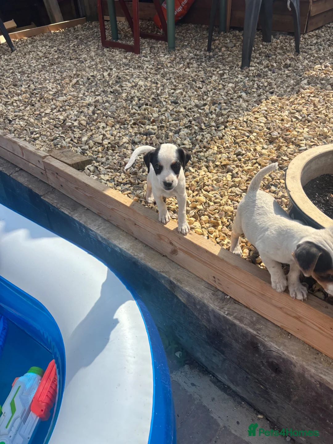 Jack Russell dogs for sale: Jack Russell pups - Advert 7