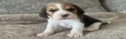 Beagle dogs for sale: TRUE SHOW TYPE KC REGISTERED BEAGLES - Advert 34