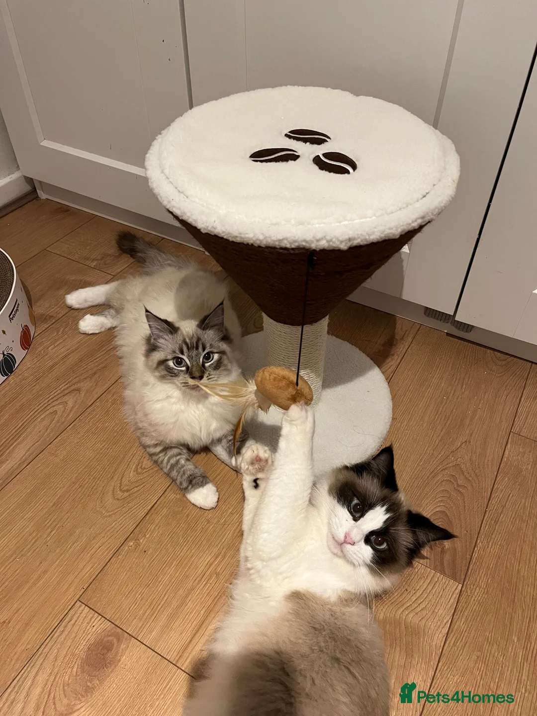 Ragdoll cats for sale: Beautiful Ragdoll Boy is looking for new home 🤍 - Advert 2