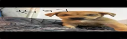 Mixed Breed dogs for sale: Adorable puppies - Advert 4