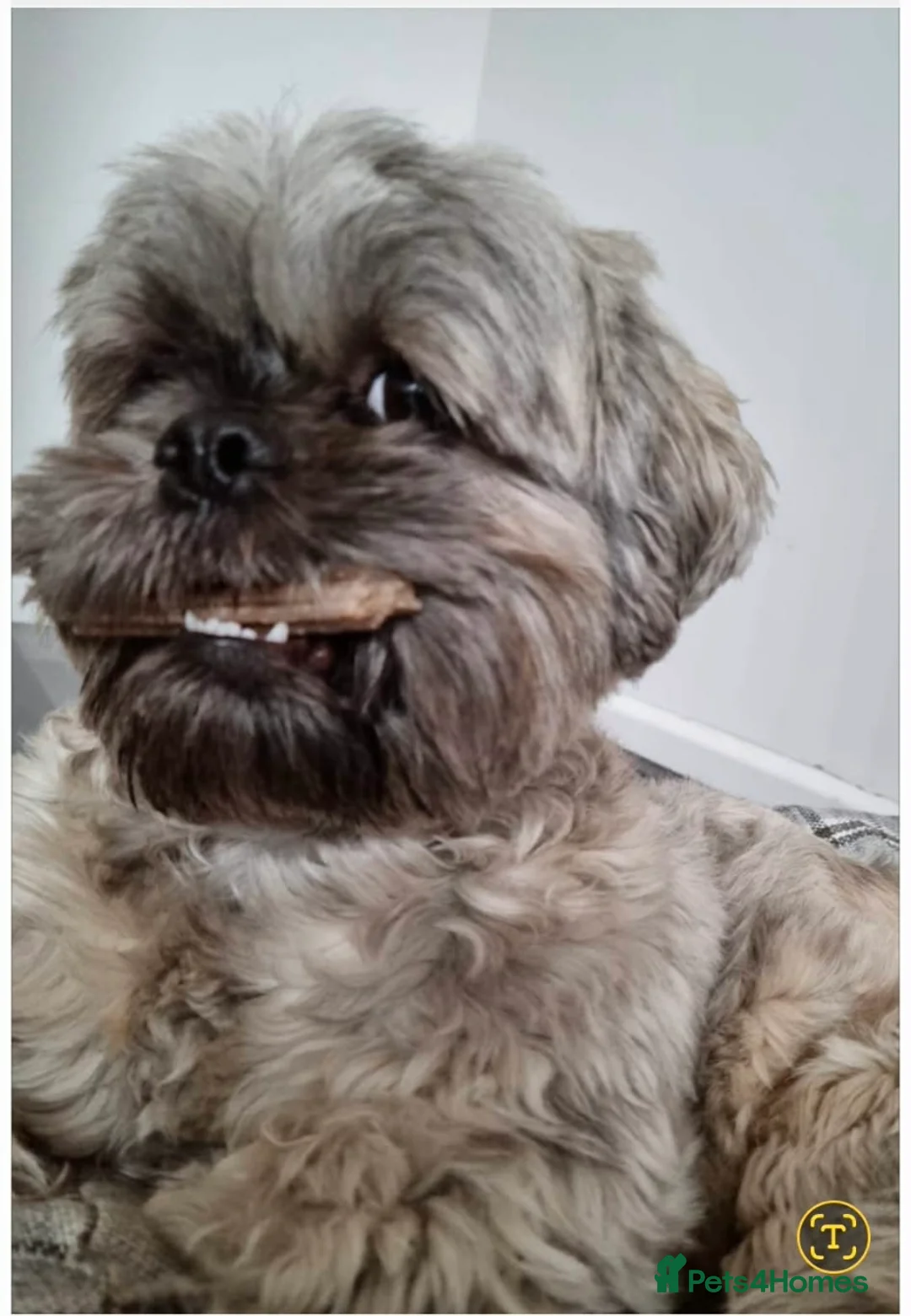 Shih Tzu dogs for sale: 3 beautiful Shih Tzu pups  in Newton-le-Willows - Advert 1