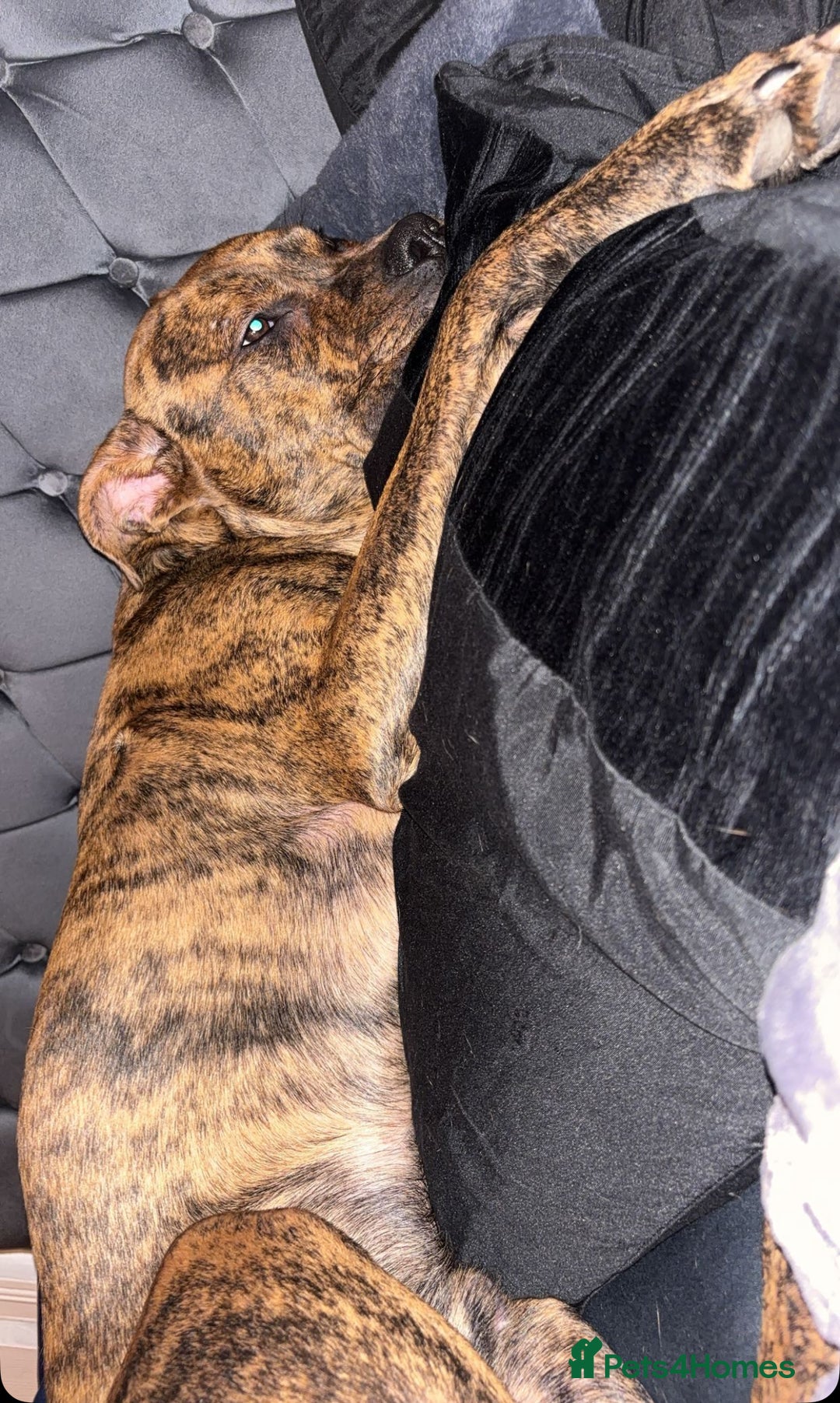Mixed Breed dogs for sale: Marley - Image 5