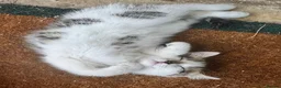 Mixed Breed cats for sale: White and tabby hugely friendly kittens for sale - Advert 4