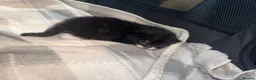 Mixed Breed cats for sale: 6 beautiful kittens  - Advert 11