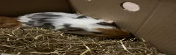 Guinea Pig rodents for sale: 2 male guinea pigs  - Advert 3