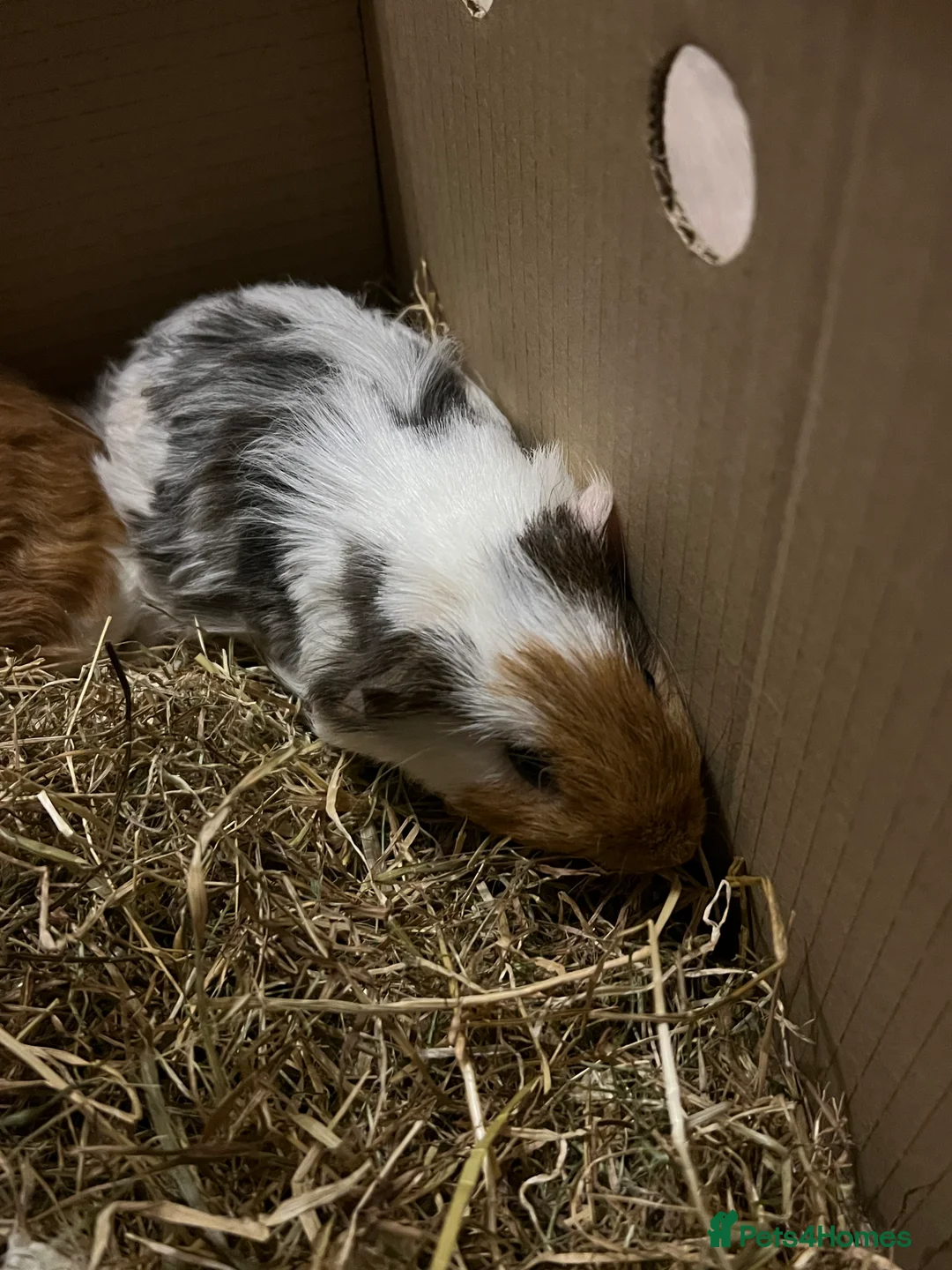 Guinea Pig rodents for sale: 2 male guinea pigs  - Advert 3