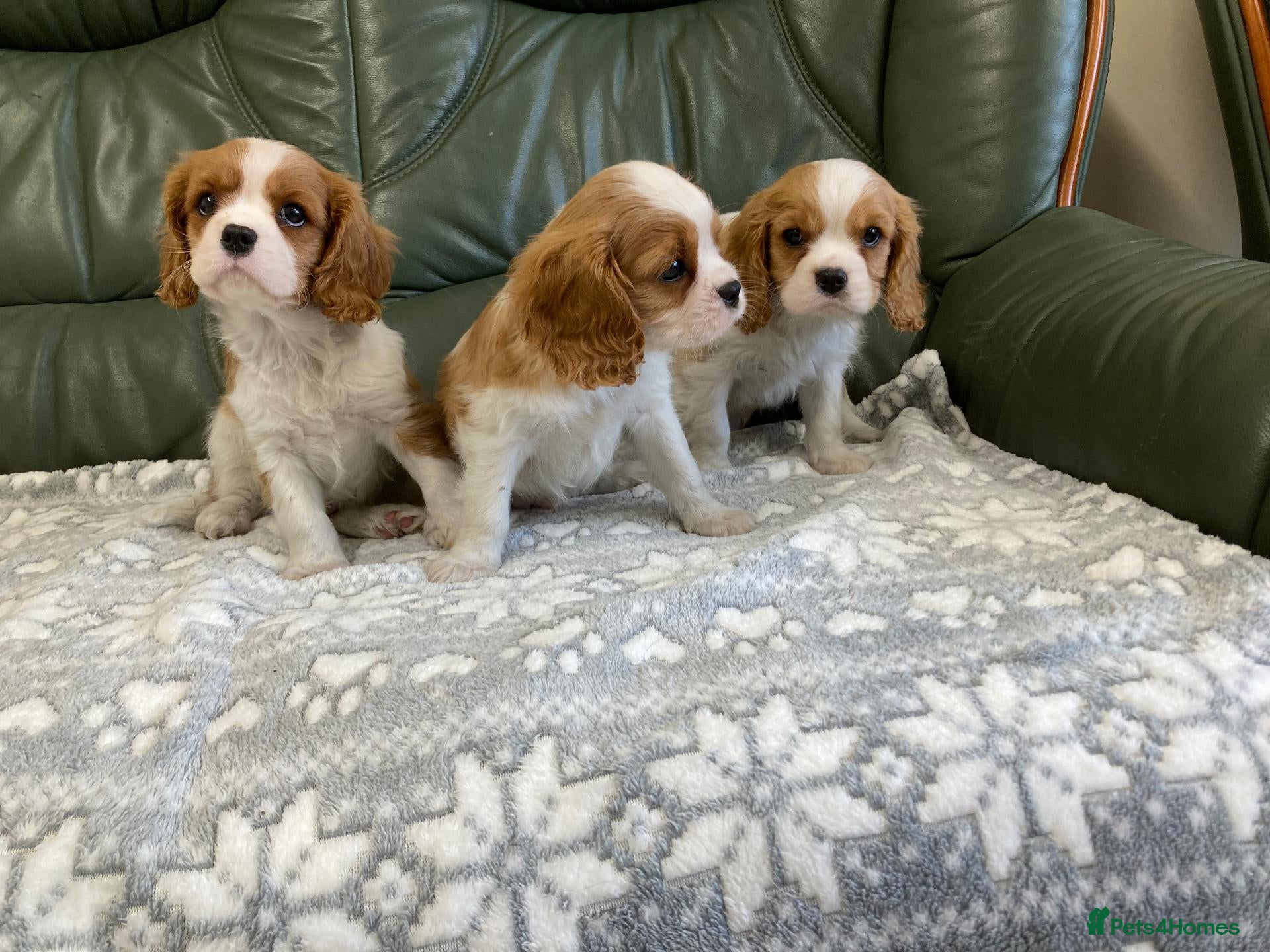 Cavalier King Charles Spaniel dogs Beautiful KC blenheim pups - health tested parents - Advert 2