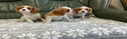 Cavalier King Charles Spaniel dogs for sale: Beautiful KC blenheim pups - health tested parents - Advert 6