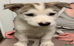 Utonagan dogs for sale: Husky x malamute  - Image 32