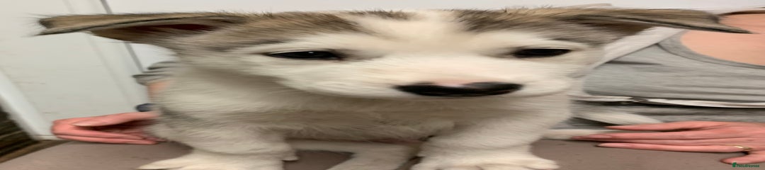 Husky x malamute 