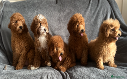 Poochon dogs for sale: Gorgeous Red Toy Poochon Pups fully health tested - Image 2