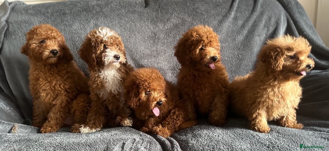 Poochon dogs for sale: Gorgeous Red Toy Poochon Pups fully health tested - Image 2