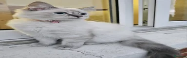 Grey & White 