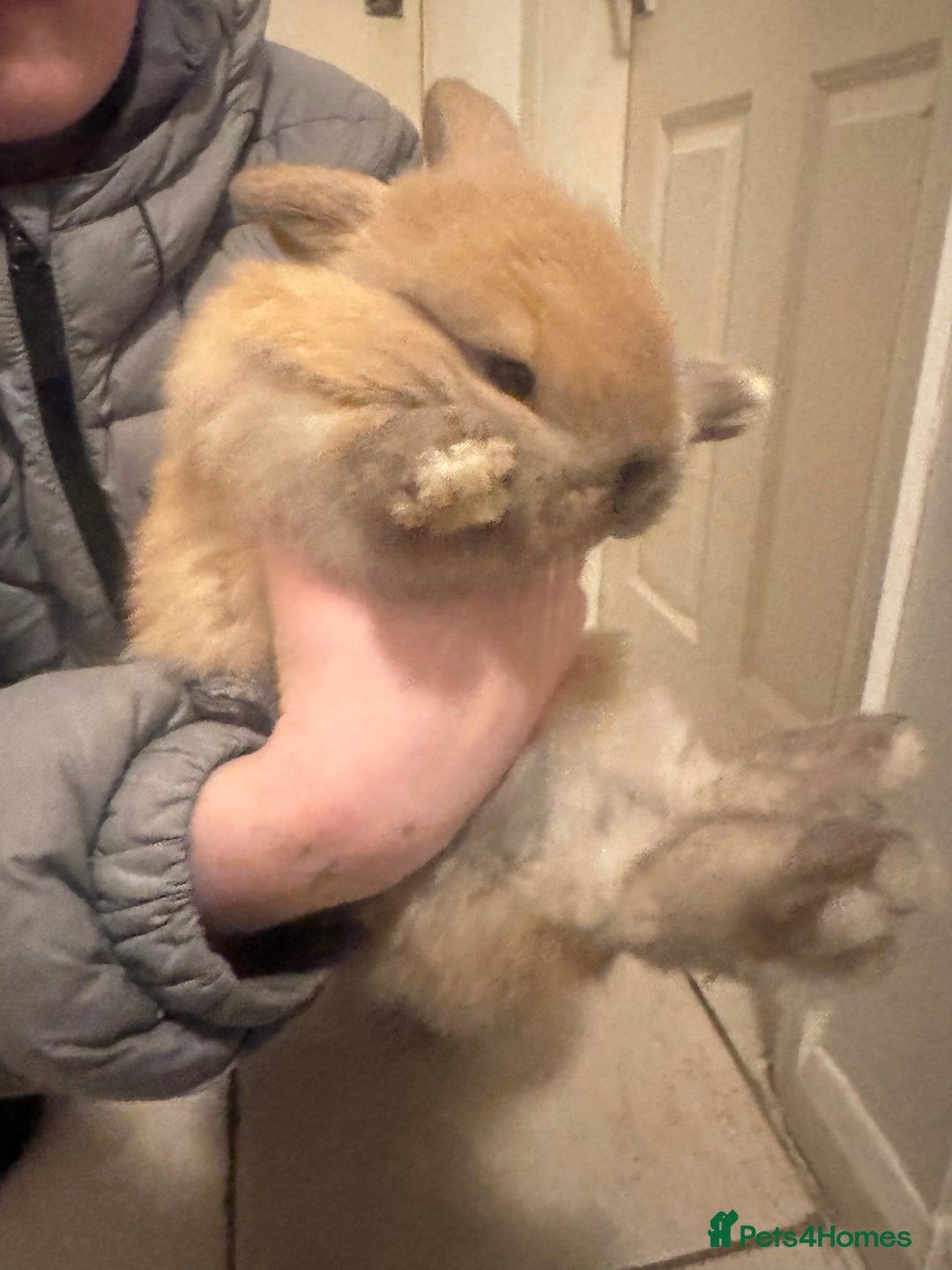 Mini Lop rabbits for sale: mini lop rabbit  - Advert 4